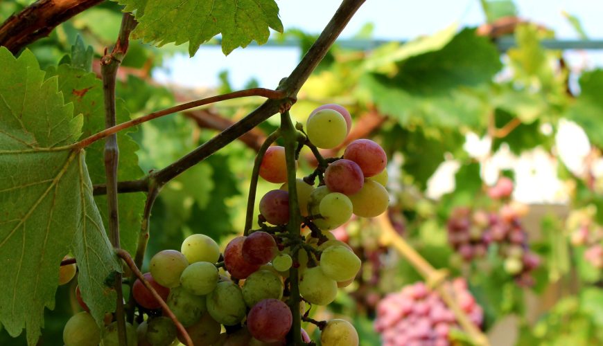 Experience the Finest Wineries in North Greece