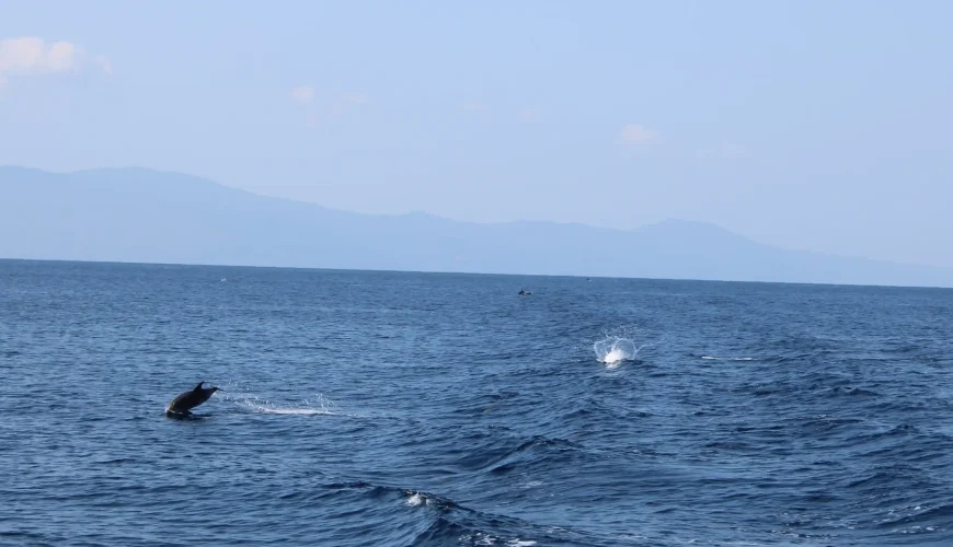 The Enchanting Dolphins of Mount Athos: Guardians of Serenity